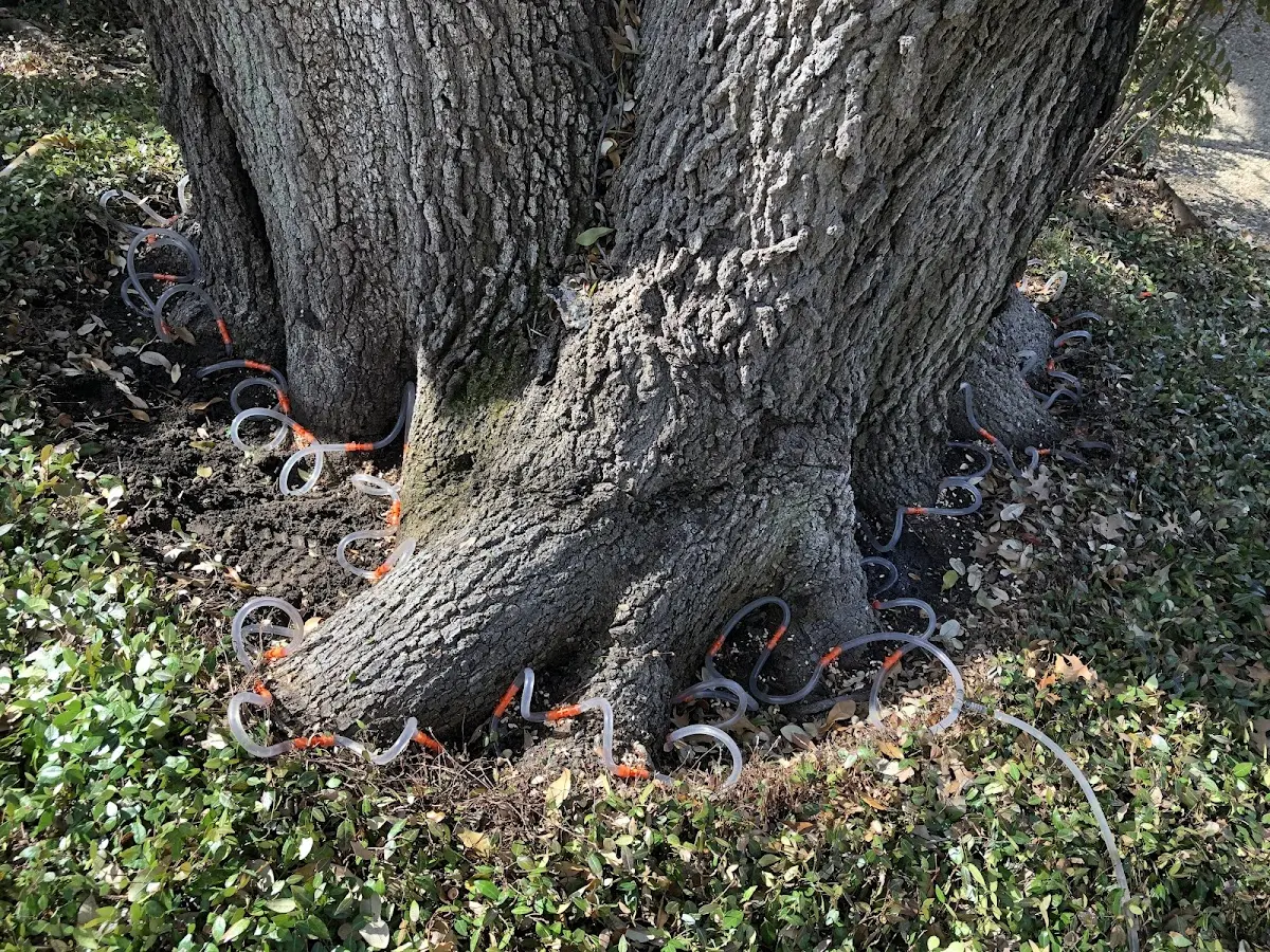 Detailed Tree Cabling and Bracing job site in Rhodelia