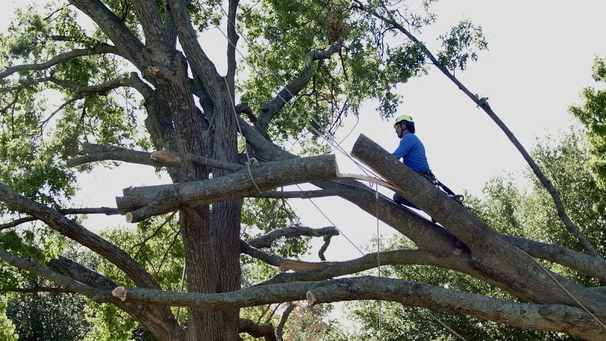 Professional Crown Thinning performed by certified arborists in Rhodelia