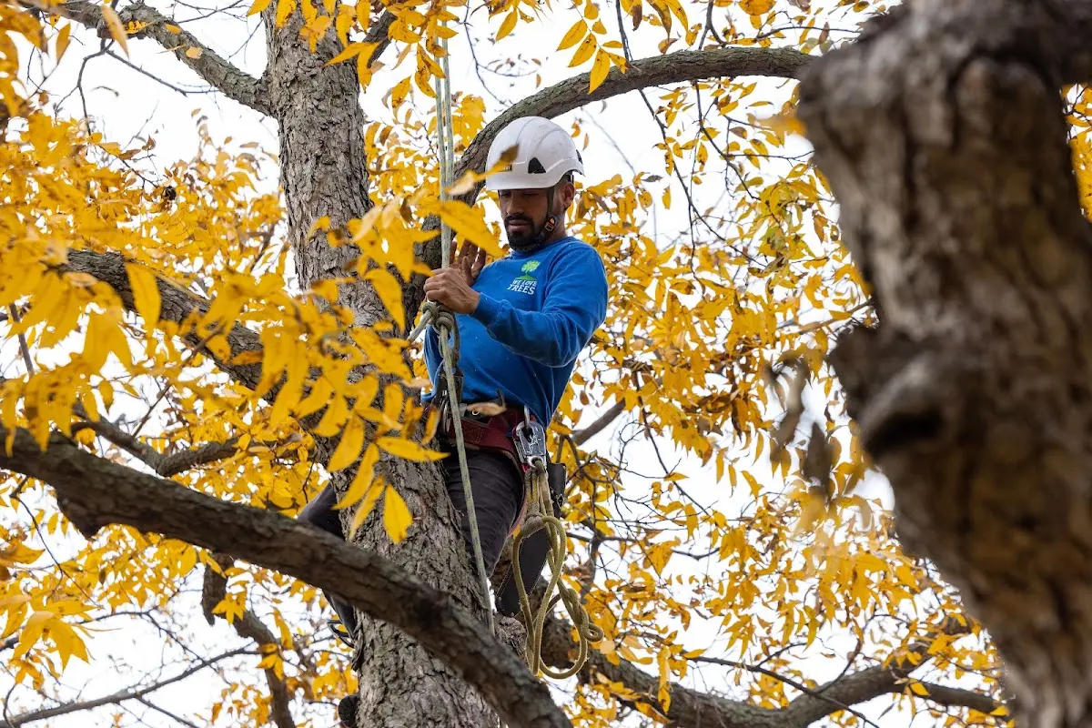 Skilled Tree Pruning crew working in Rhodelia